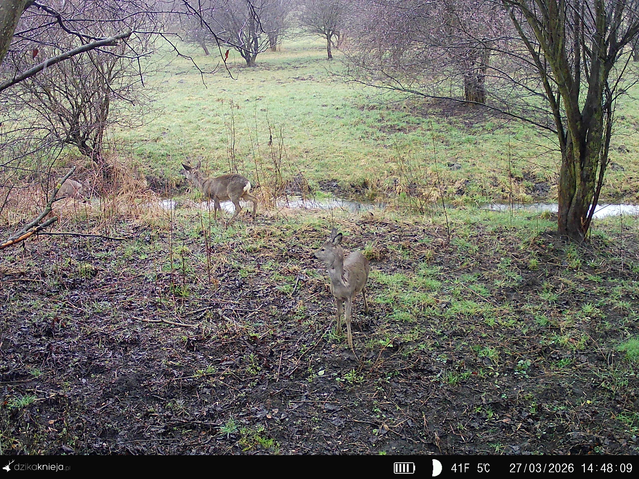Camera trap photo: two roe deers, one side view, second visible from the back.
