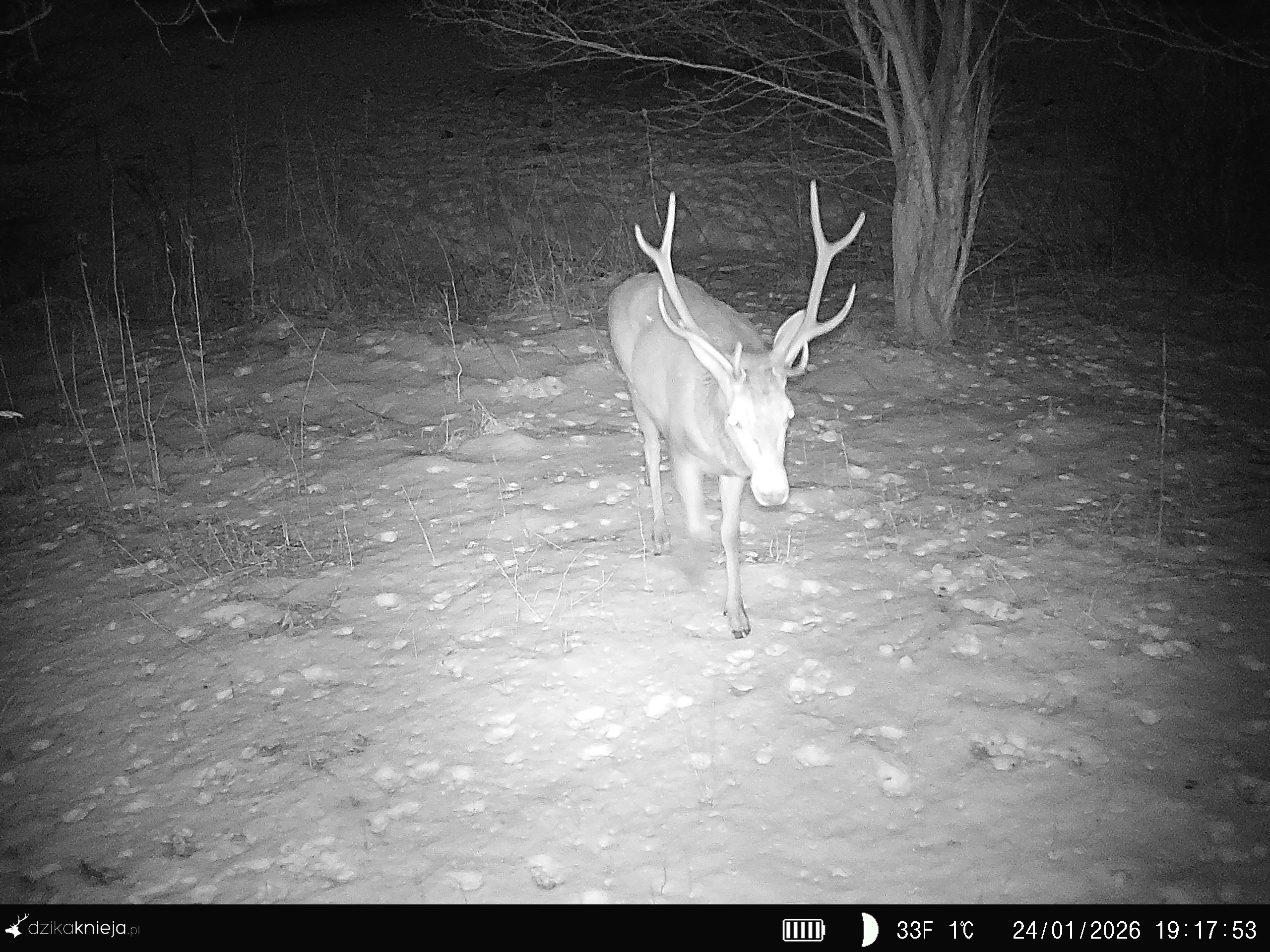 Black and white photo from camera trap - male deer with antlers, walking towards camera trap.