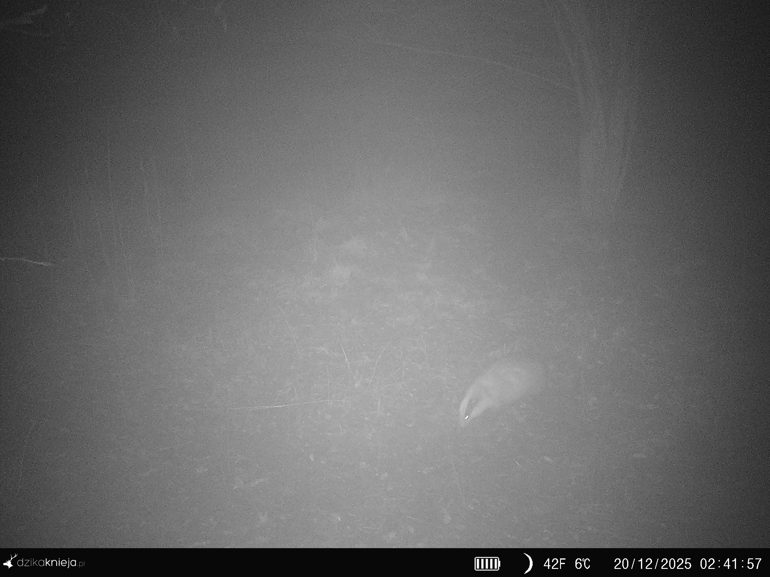 Foggy, white and black camera trap photo - with visible badger.